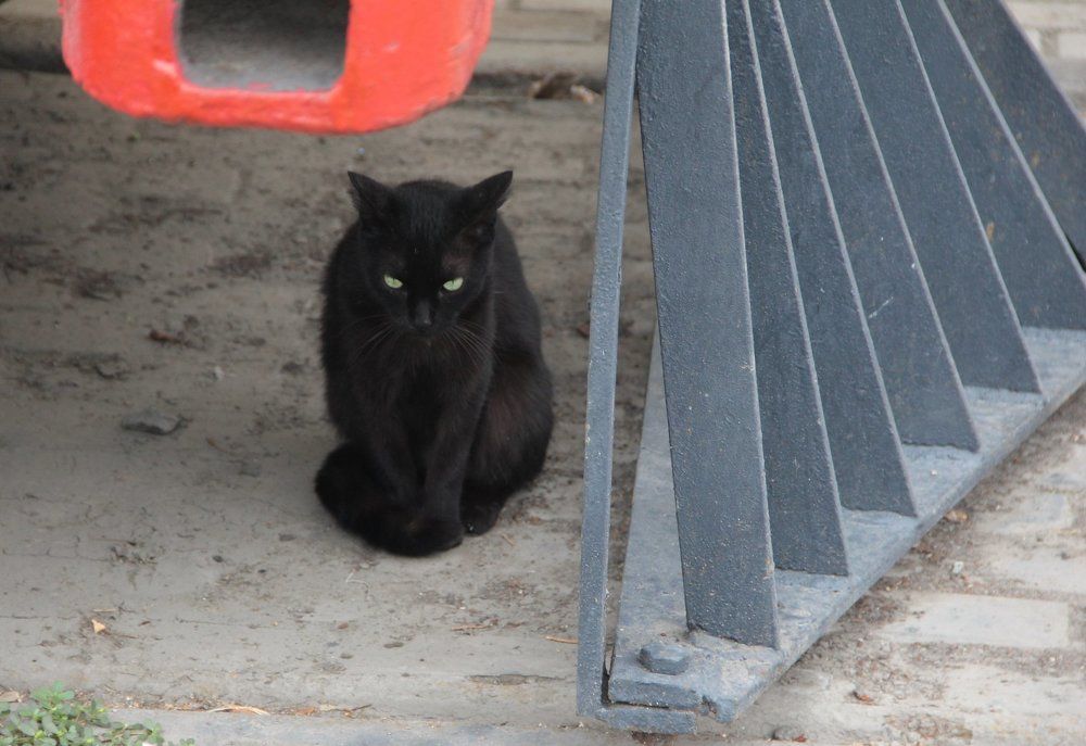 жил черный кот