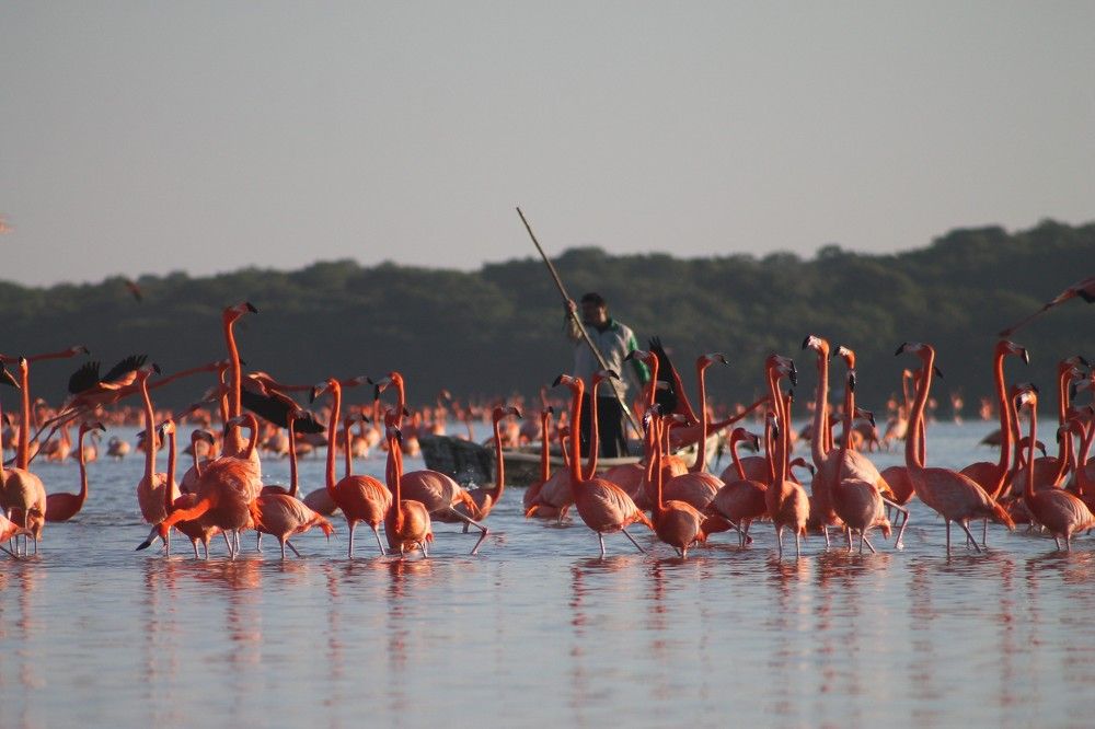 convivencia entre animales y gente