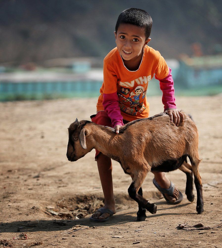 Коза - Дереза