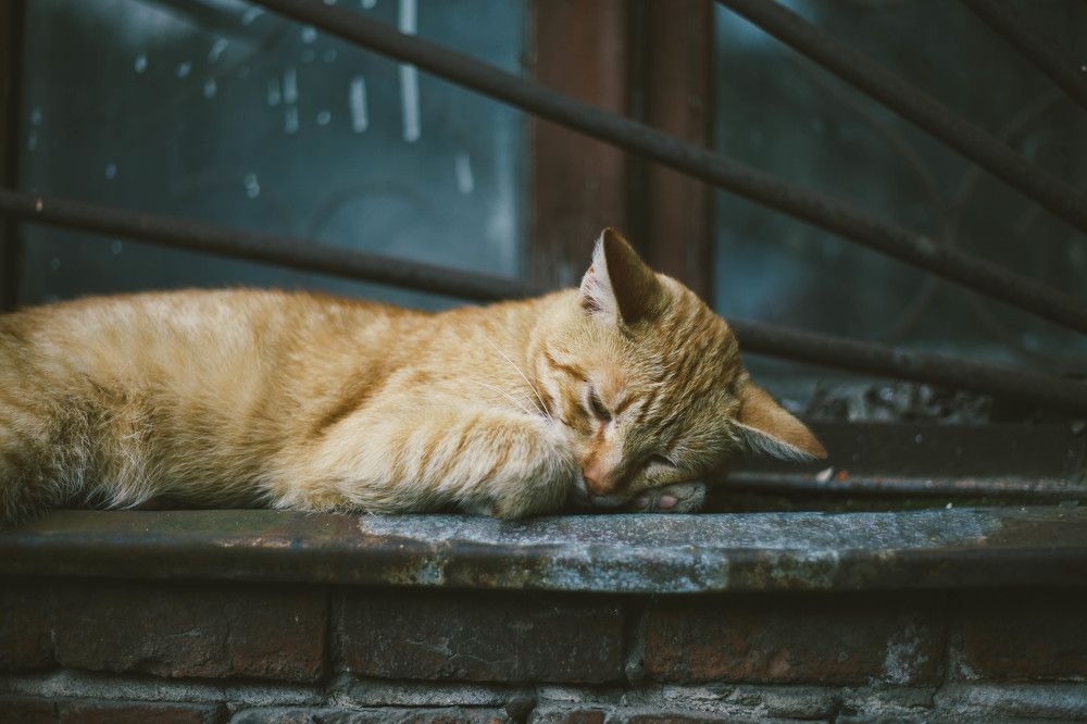 Кот взгрустнул