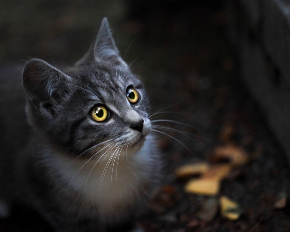 Янтарная осень