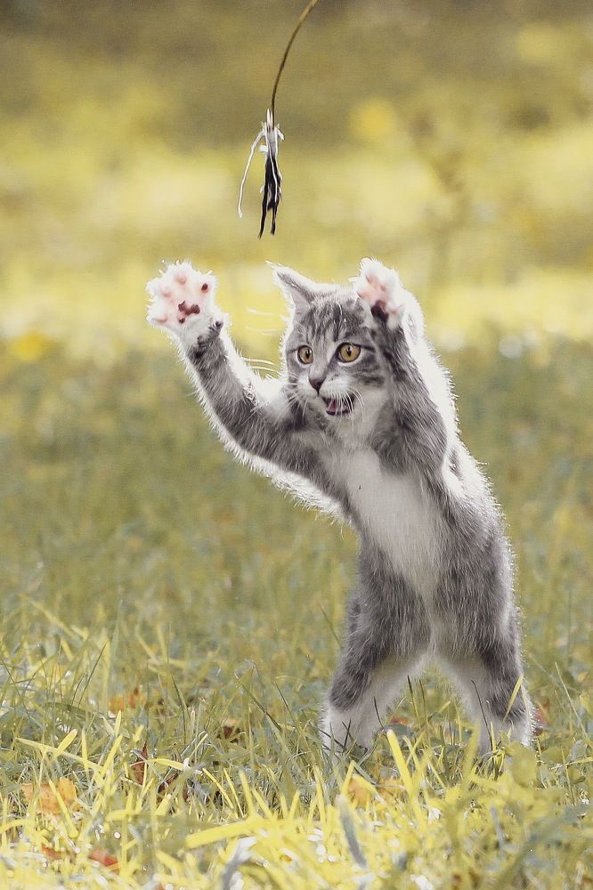 Лови удачу!