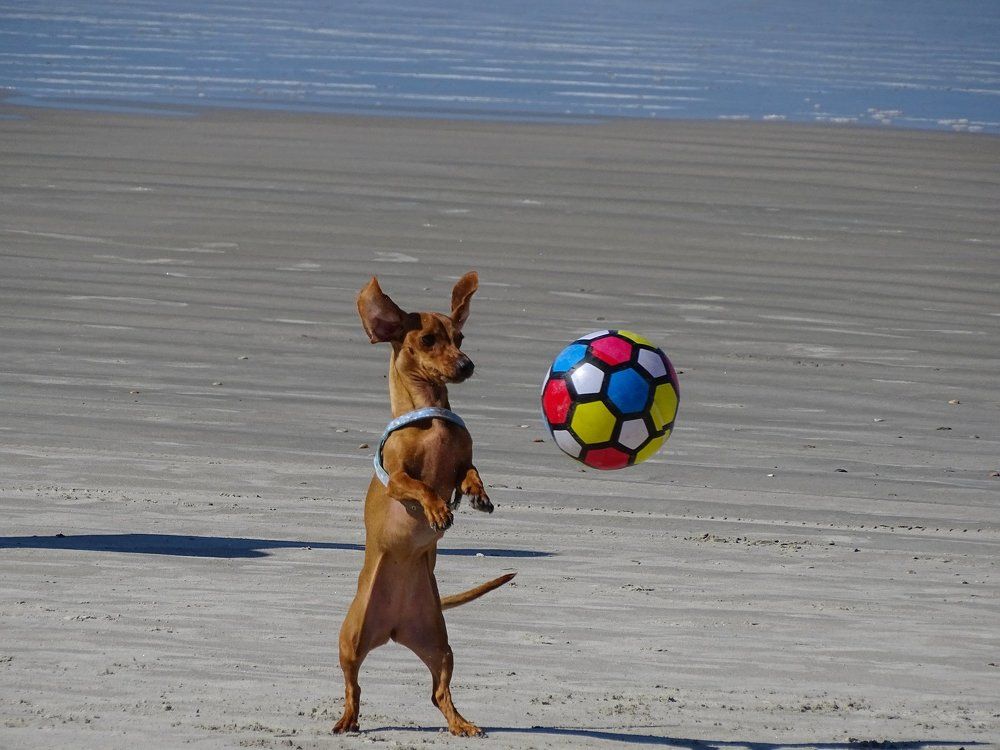 Soccer Player dog II