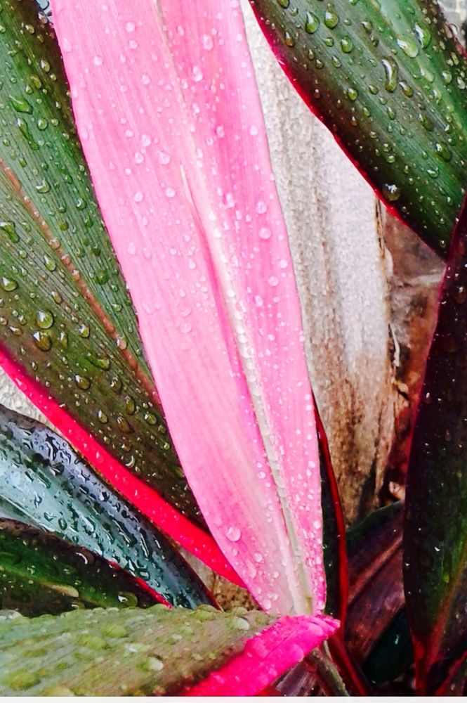 Wet colores leaves.
