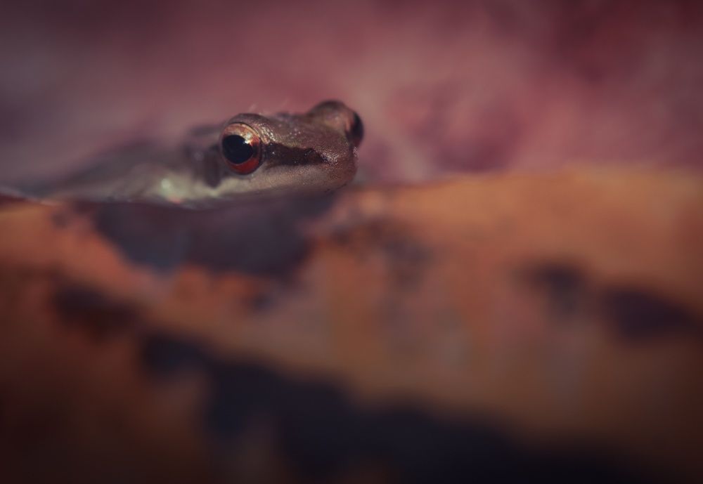 Beautiful world of small animals