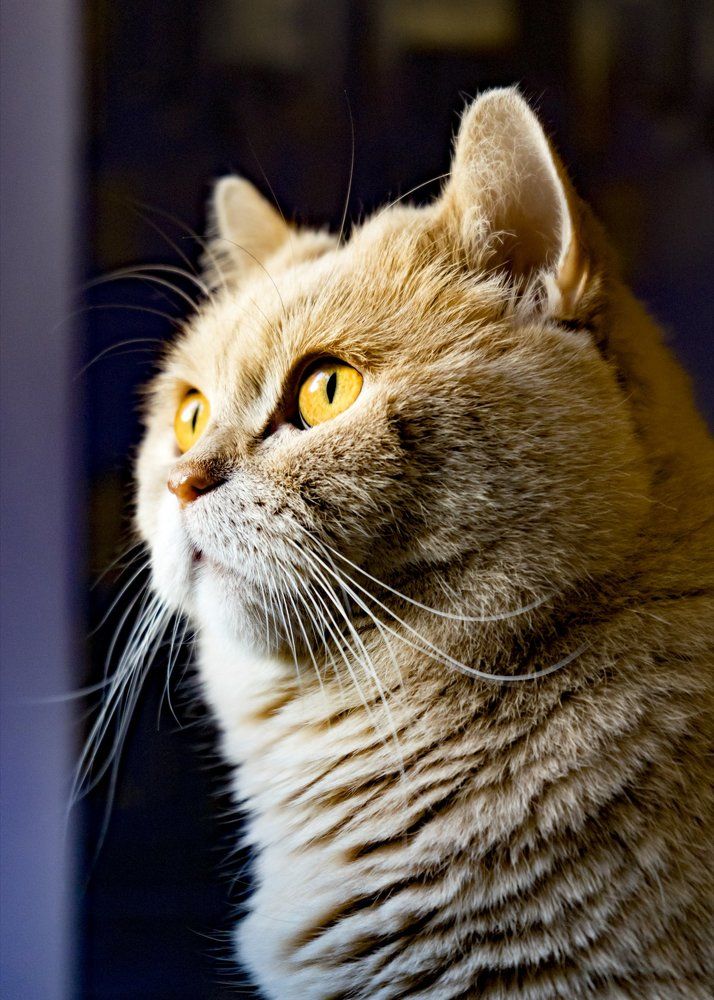 Портрет кошки.