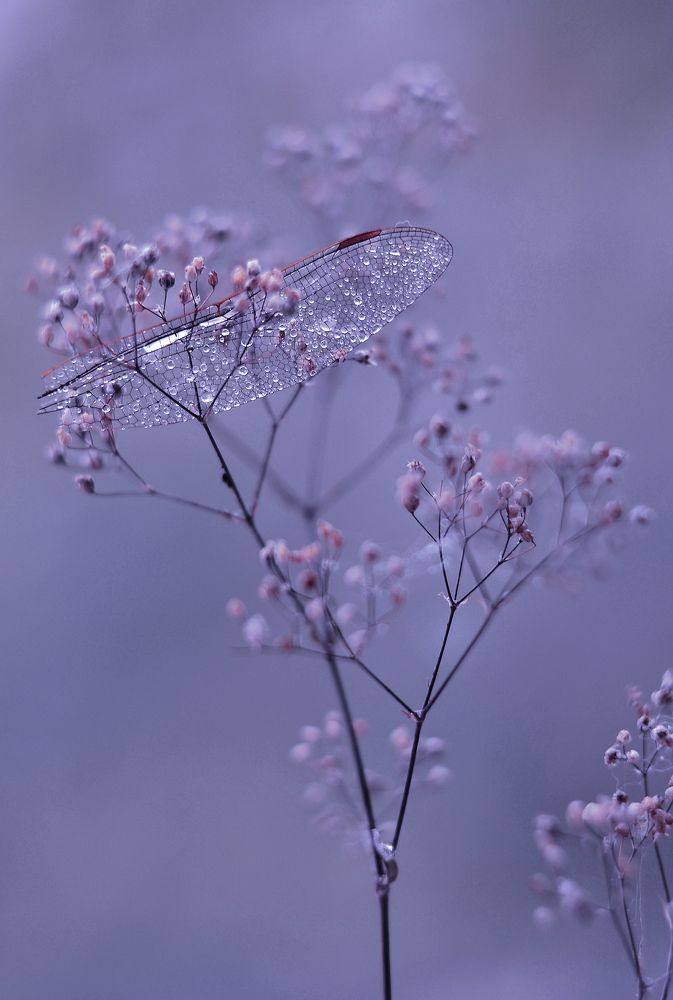 Сиреневая дымка.