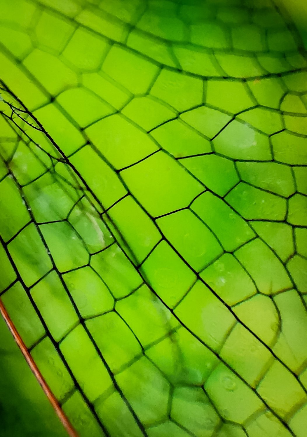 Feather of a dragonfly