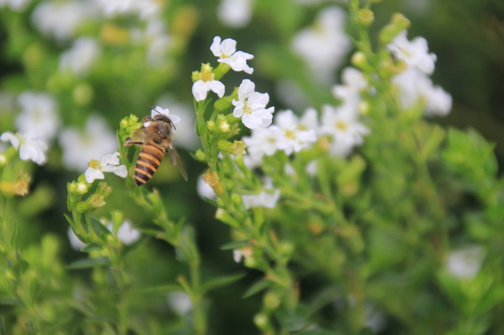 Bee On Flowers