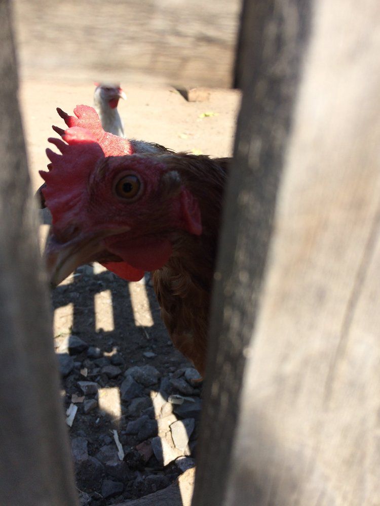 Любопытство