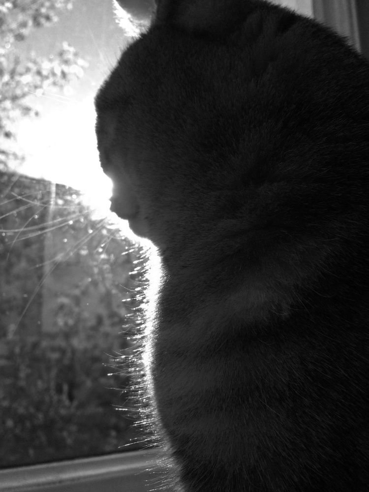 Солнечный кот