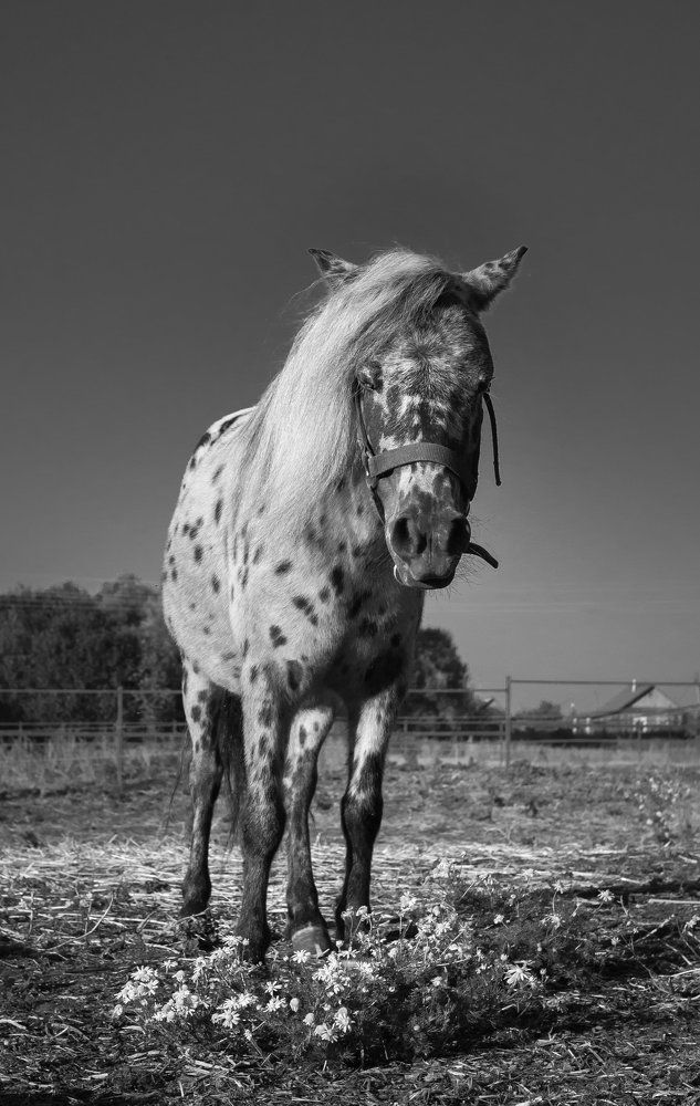 Красотка Мэри.