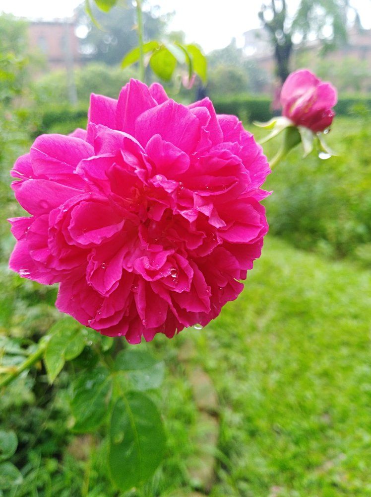 বৃষ্টিবিন্দু