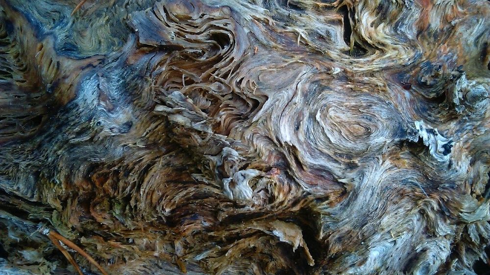 Дерево и океан.