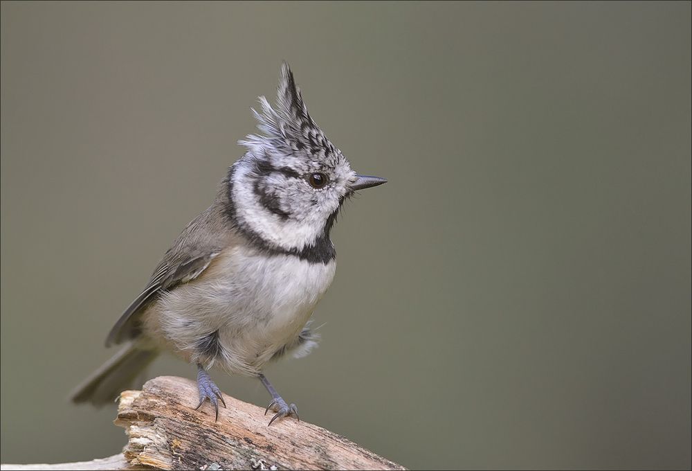 Хохлатая синичка