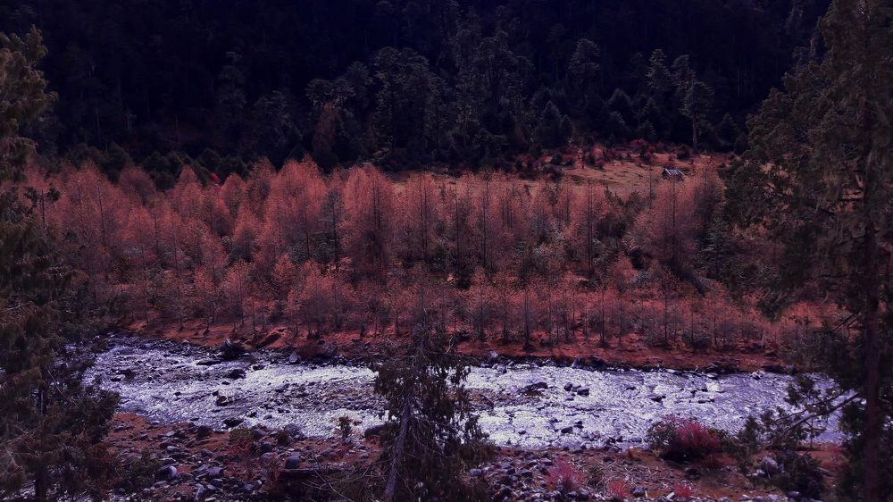 Regeneration stands of Himalayan larch
