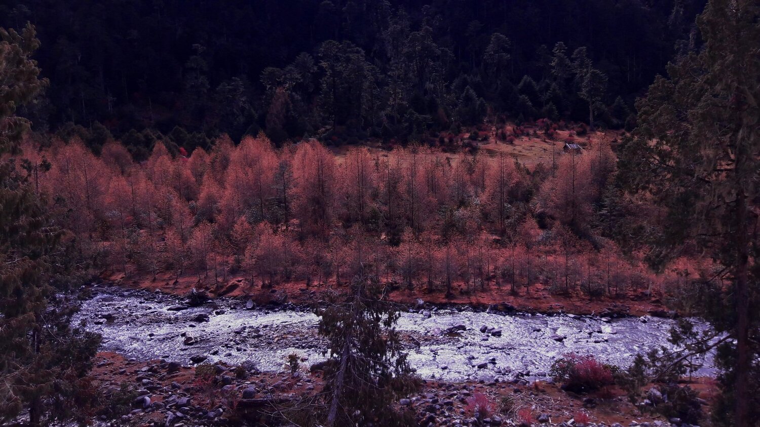 Regeneration stands of Himalayan larch