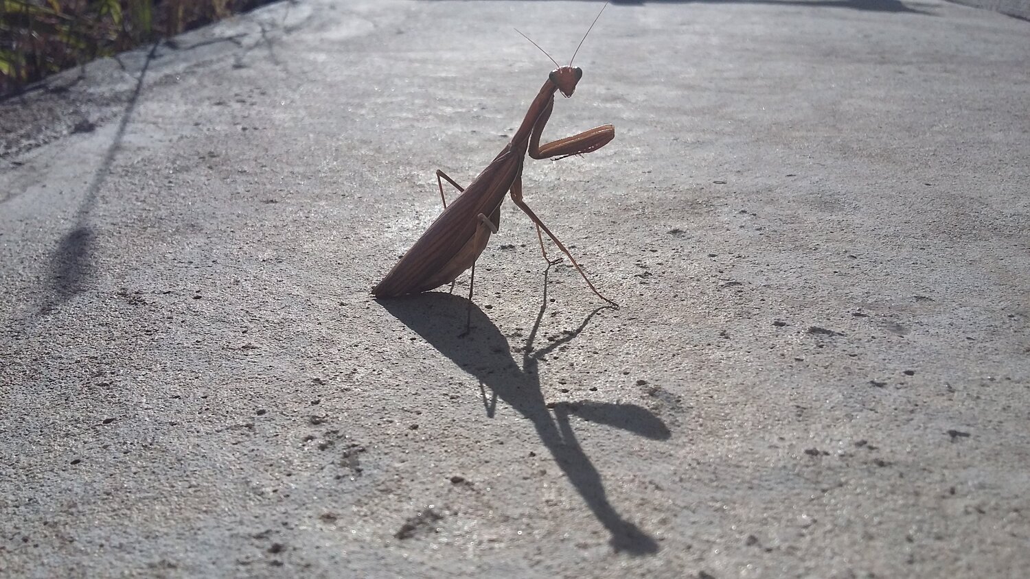 mantis
