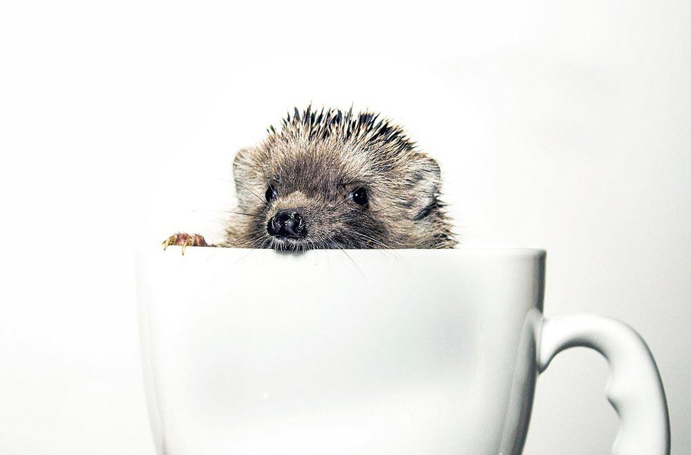 Hedgehog...!!