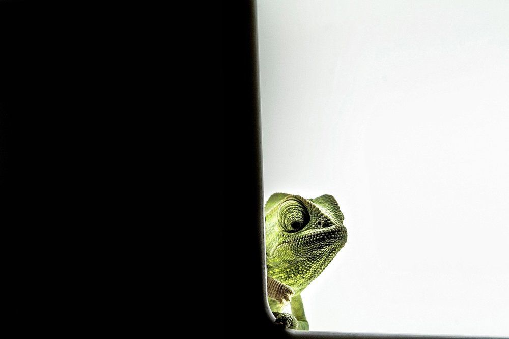 Chameleon...!