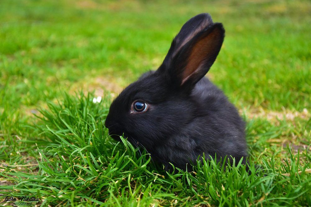 Черный маг.