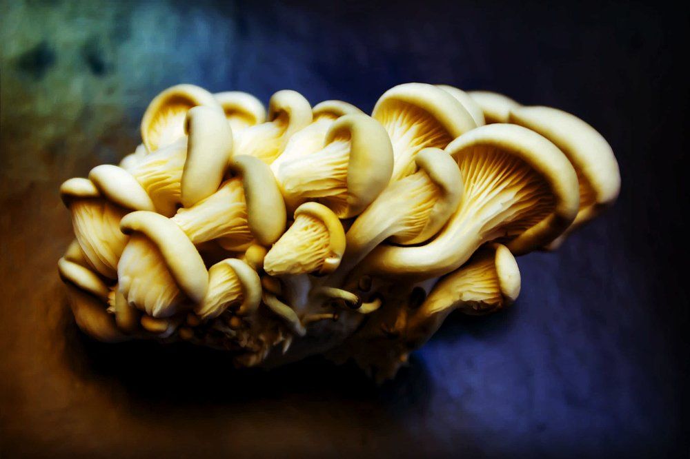 Вешенки  с магазина