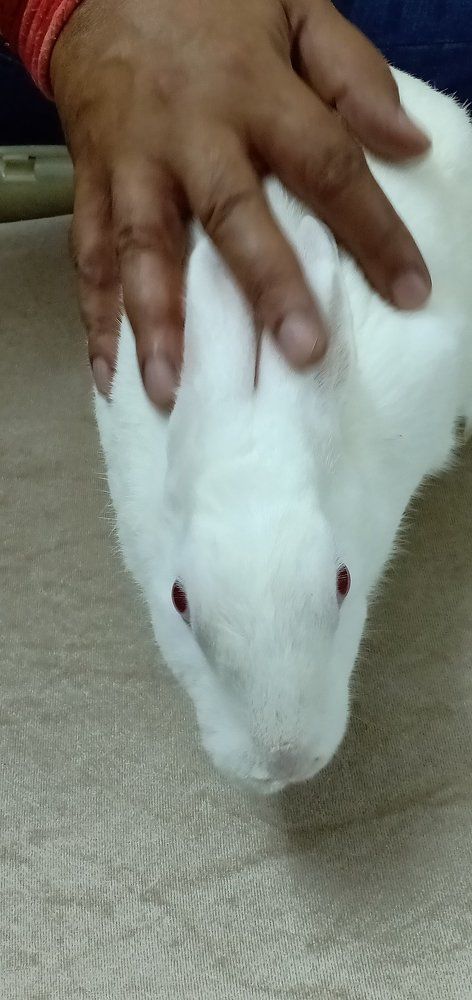 My pet