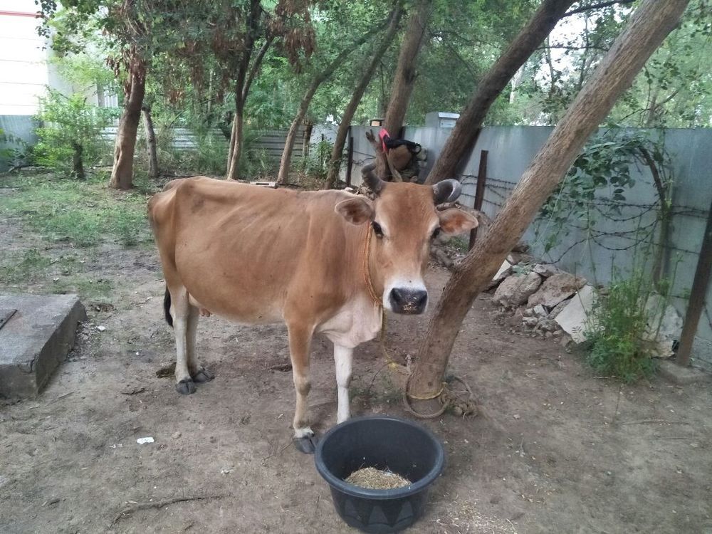 Cow