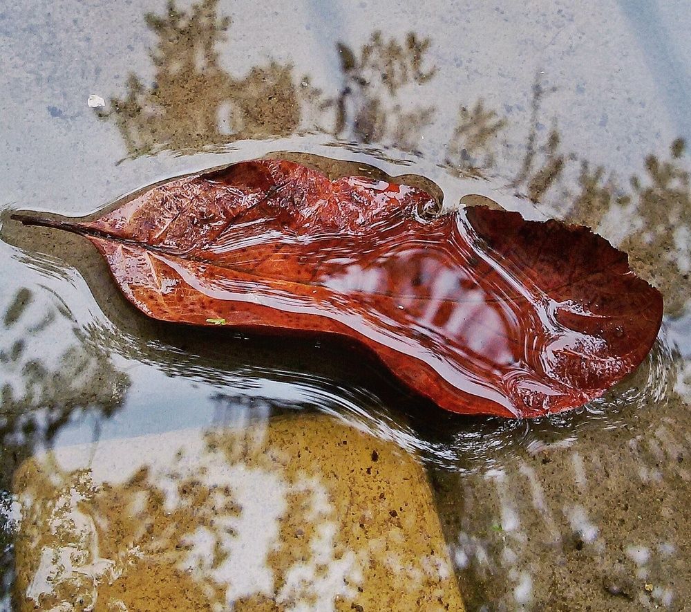 Осенний лист