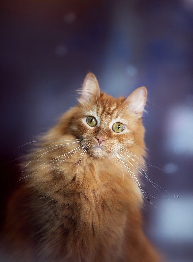 Хозяин, ты меня фотографируешь?