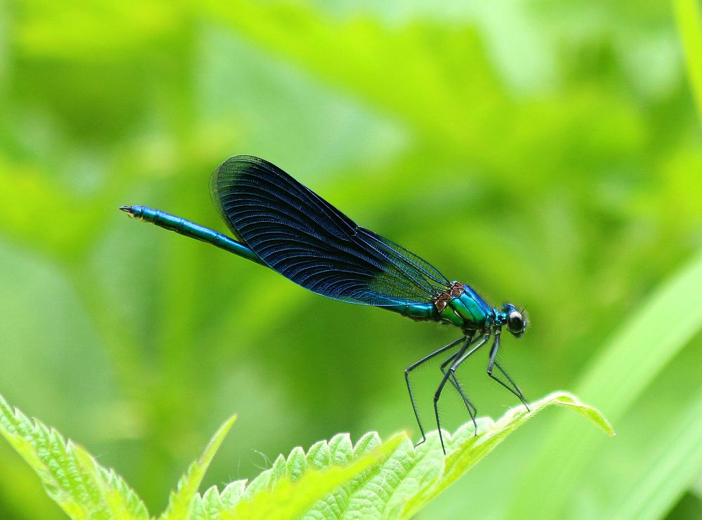 Стрекоза. Красавица-девушка.