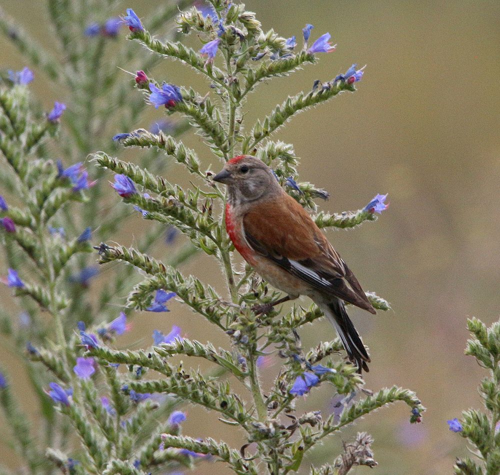 Коноплянка (самец).