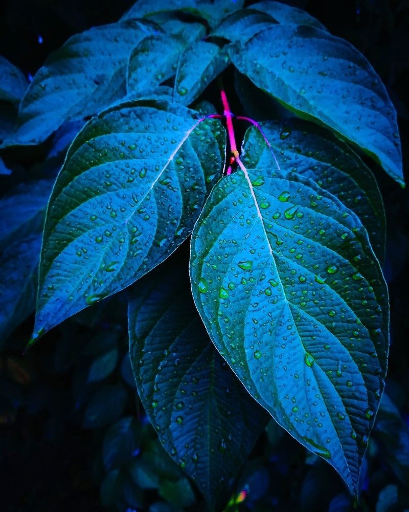 После дождя