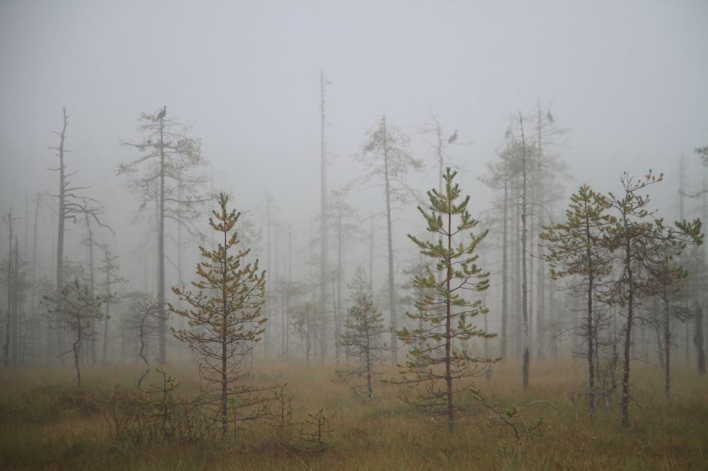 Приполярная Дикая Карелия.