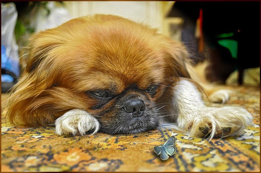 И почему я не бабочка?