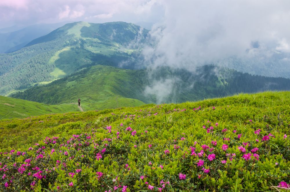 Про Руту червону