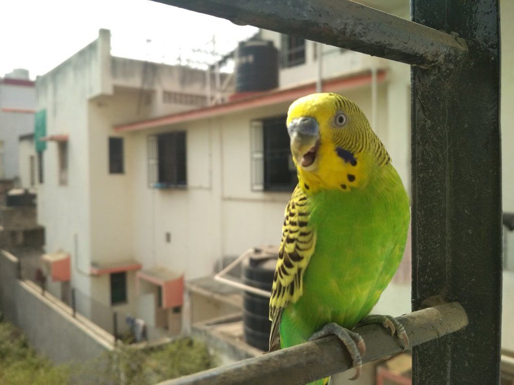 Parrot