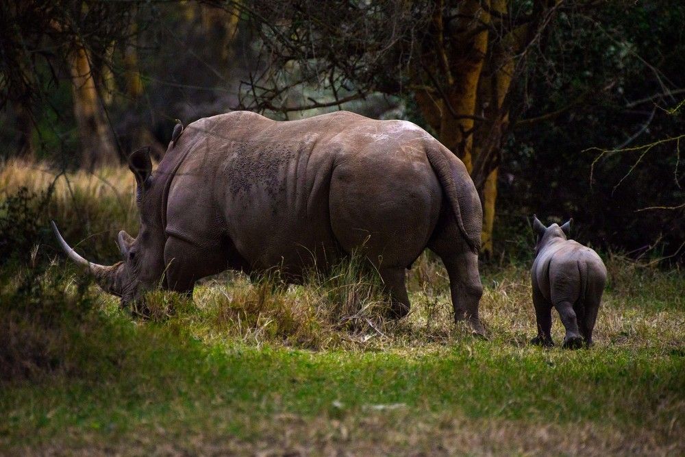 Mom and Calf In The Woods