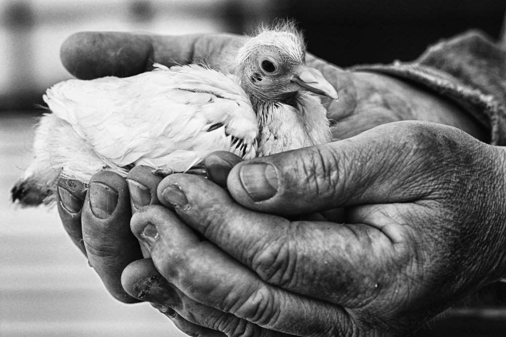 Новая Жизнь.