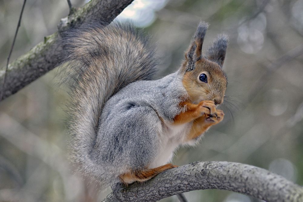 Photograph by Виктор Печищев