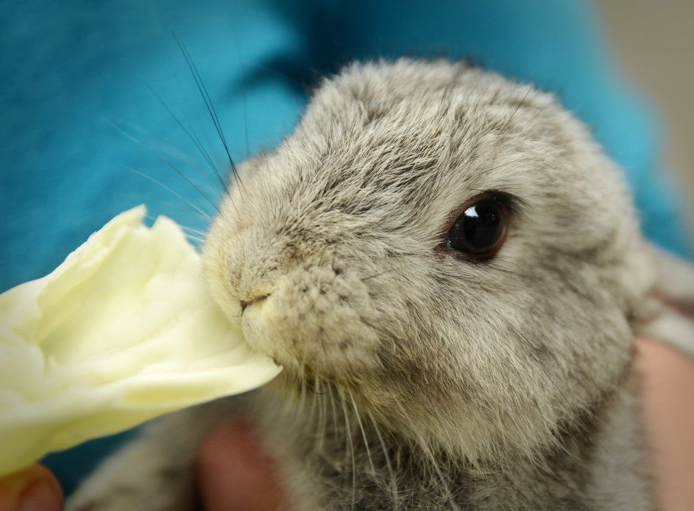 Кролик и капуста