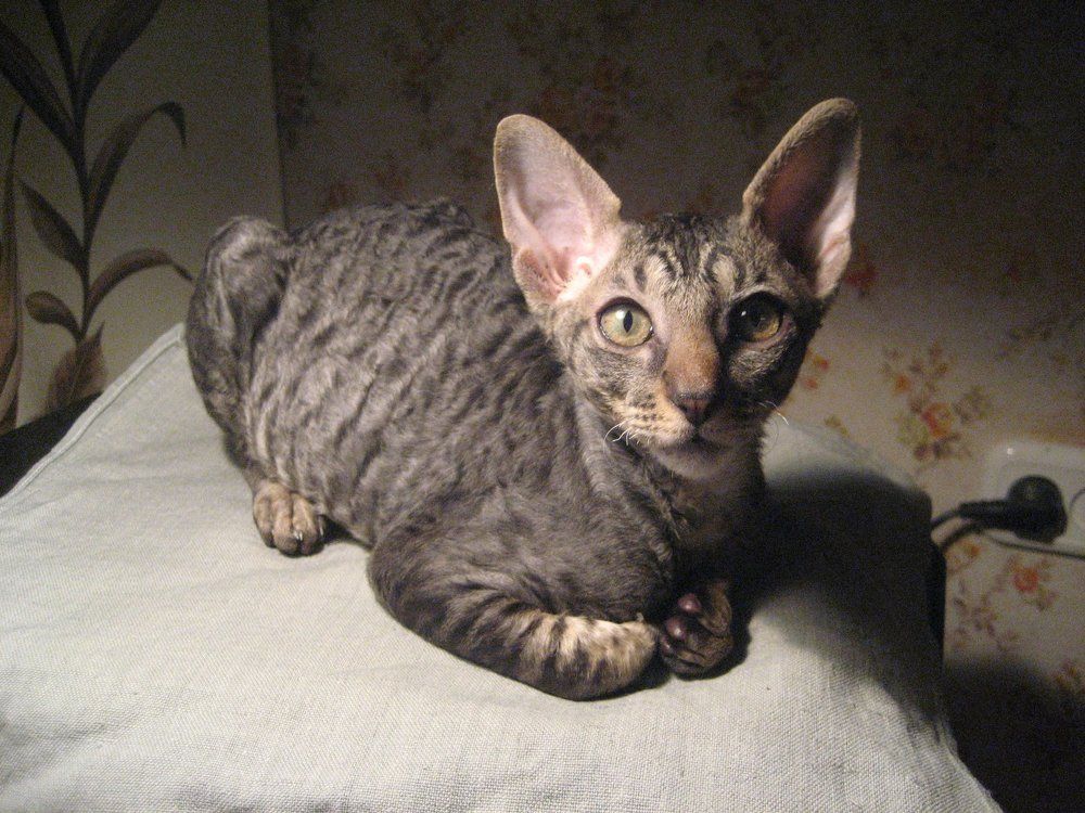 Photo #2570684