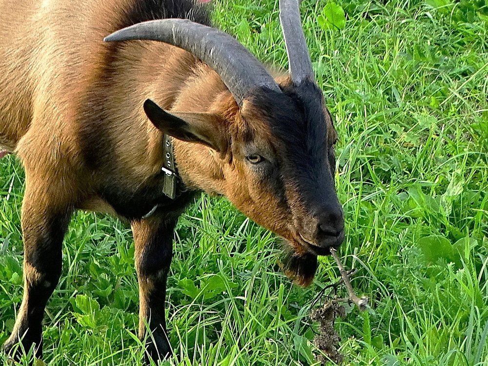 А веточки - на десерт!