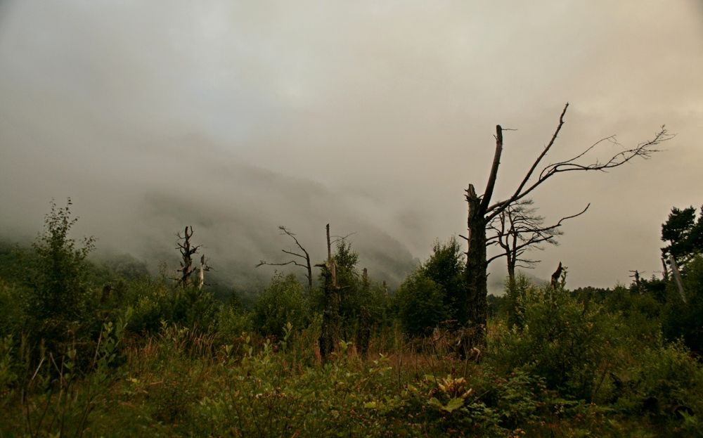 Загадочный лес