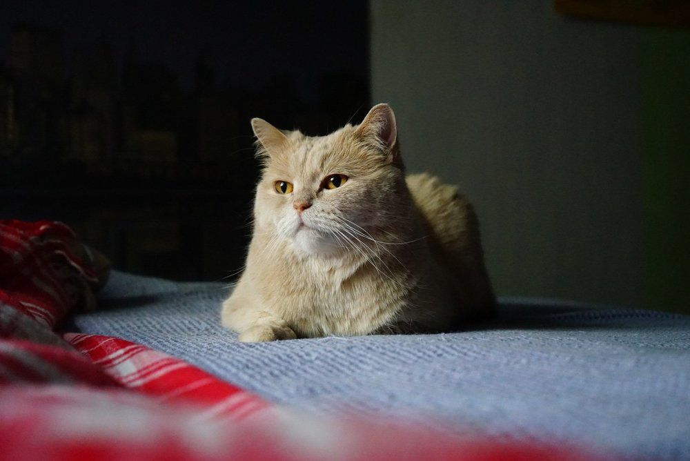 Принося уют