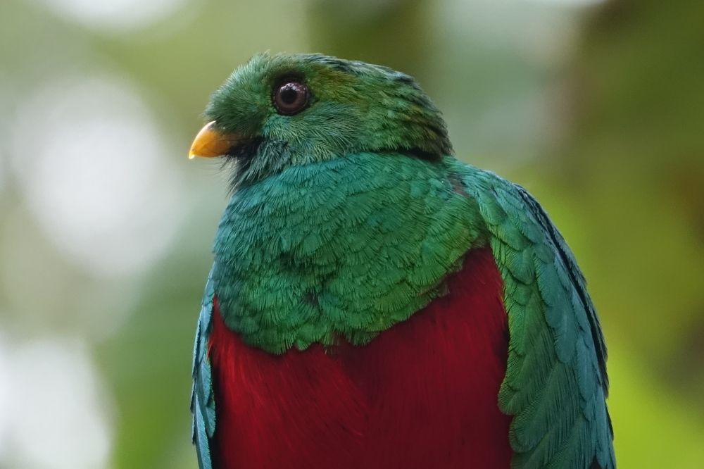 Quetzal Ave Exótica