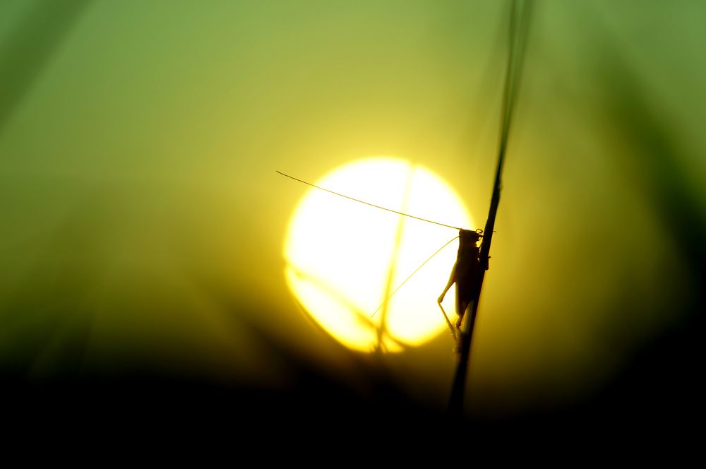 Beautiful world of small animals