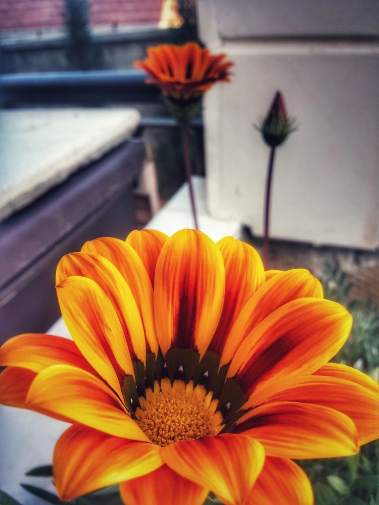 Why little flower faded