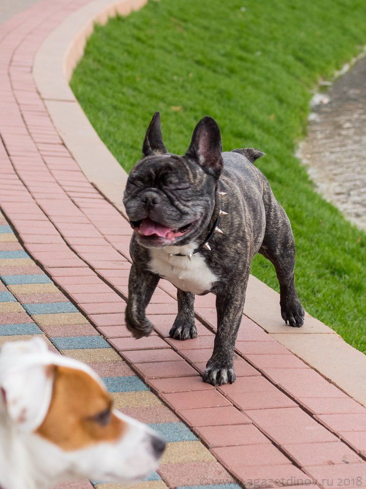 Радость бытия