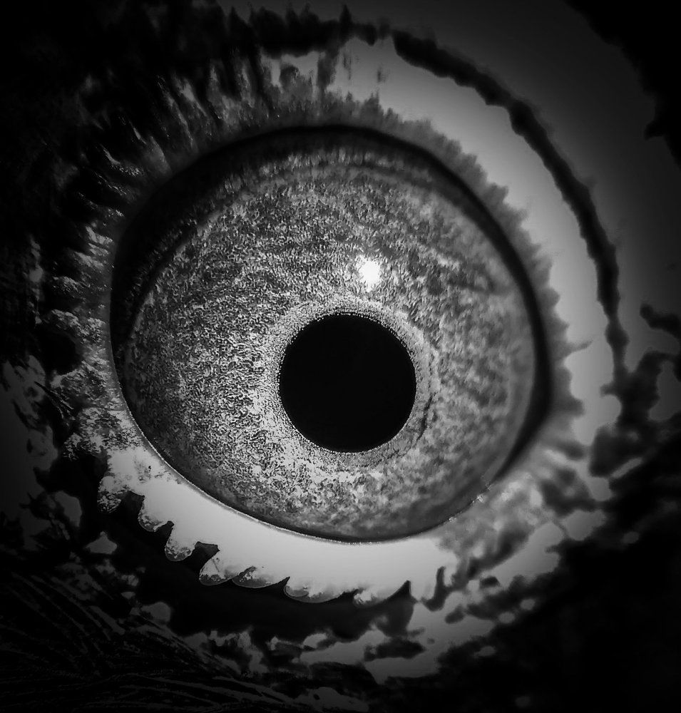 Eye Of Pigeon